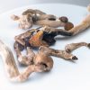 Buy Amazonian Magic Mushrooms, also known as Psilocybe Cubensis Amazonian, offer one of the most potent and visionary psychedelic experiences available today.