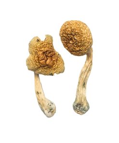 Premium Penis Envy Mushrooms. Highly prized by seasoned psychonauts, this legendary strain is known for delivering intense visuals, deep emotional clarity, and transformative spiritual insights.
